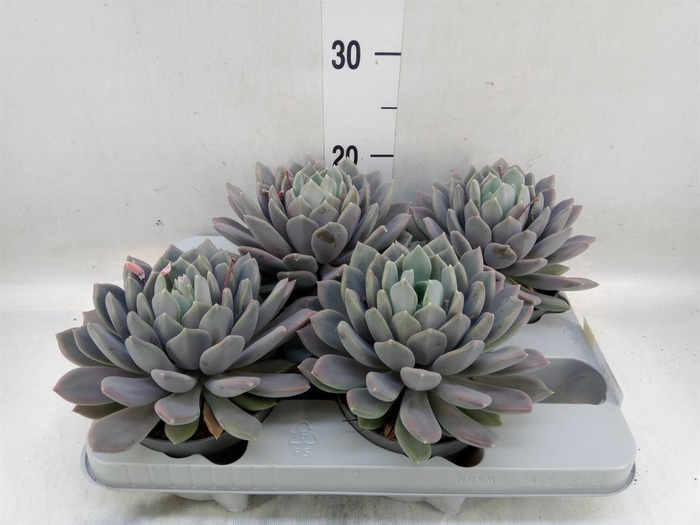 <h4>Pachyphytum  'Draco'</h4>