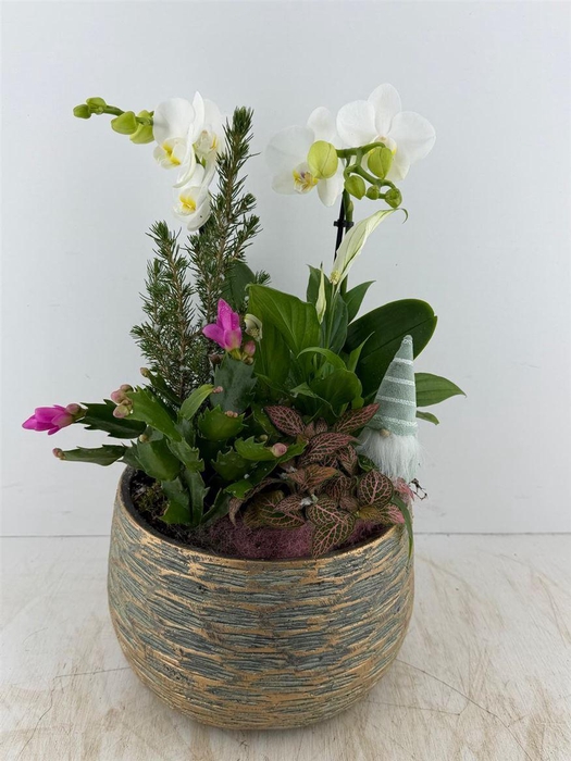 <h4>Arr (13) Phal Schaal Groen Goud</h4>