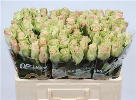 <h4>R Gr La Belle</h4>