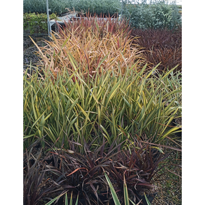 Phormium tenax
