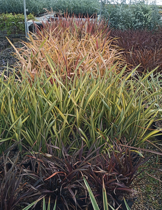 <h4>Phormium tenax</h4>