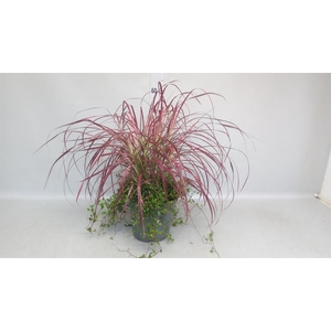 Pennisetum advena 'Fireworks'