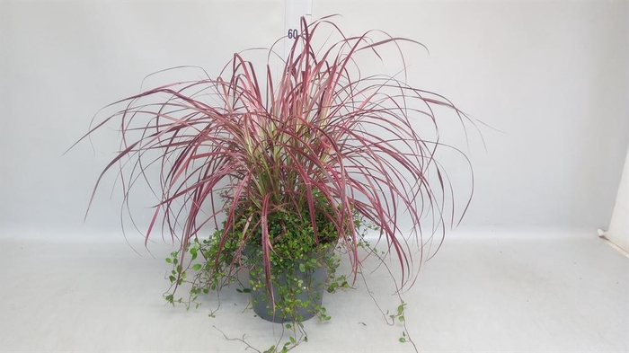 <h4>Pennisetum advena 'Fireworks'</h4>
