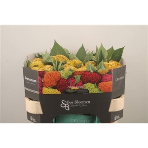 Celosia C Act Inca Yellow