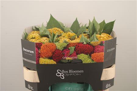 <h4>Celosia C Act Inca Yellow</h4>