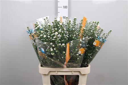 <h4>Ast Paquita</h4>