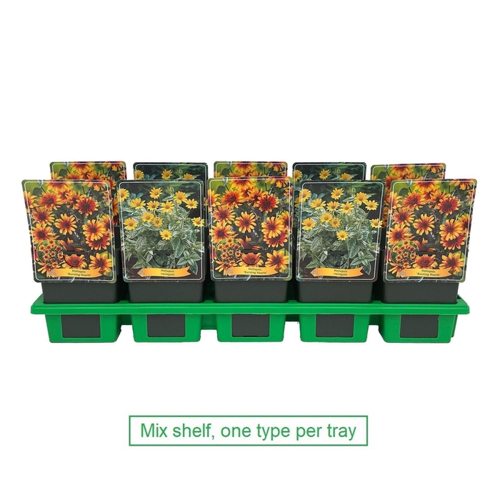 Heliopsis