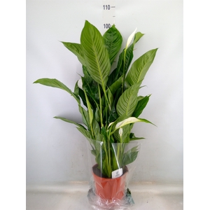 Spathiphyllum  'Sweet Lauretta'