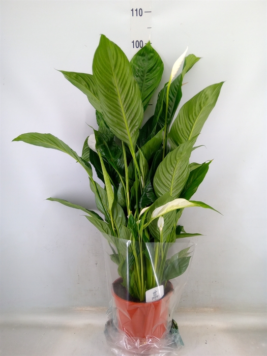 <h4>Spathiphyllum  'Sweet Lauretta'</h4>