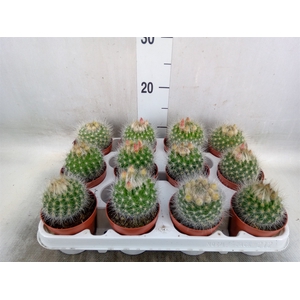 Cactus   ...