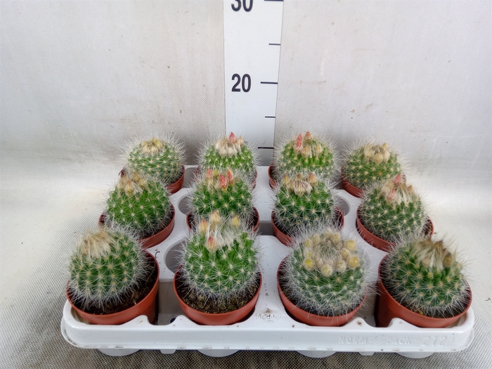 <h4>Cactus   ...</h4>