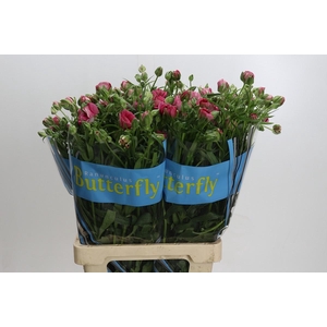 Ranunculus Butterfly Jupiter