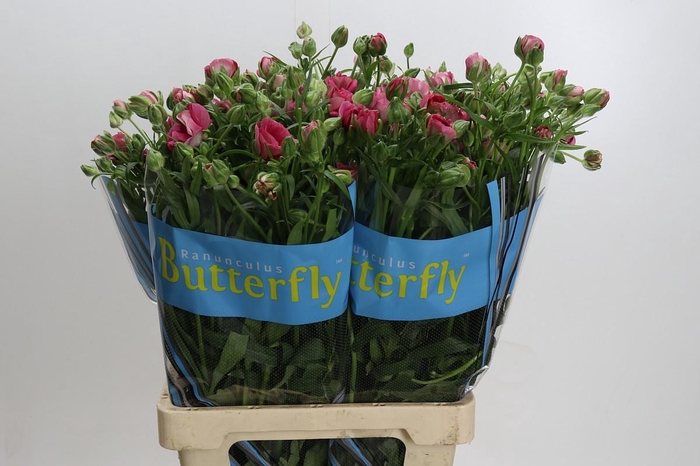 Ranunculus Butterfly Jupiter