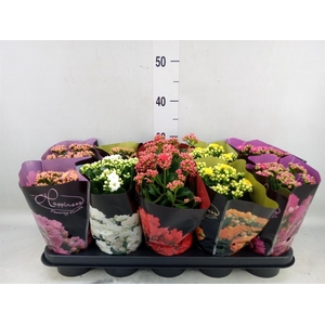 Kalanchoe blos. 'Perfecta'  ..mix 5