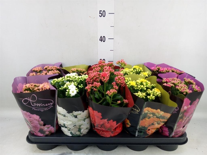 <h4>Kalanchoe blos. 'Perfecta'  ..mix 5</h4>