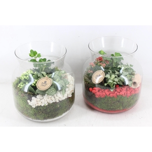 arr2 PL - Glas candy L x2 - rood/wit