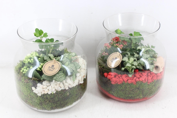 <h4>arr2 PL - Glas candy L x2 - rood/wit</h4>