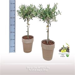 Olea op stam 18cm NL+ Olie  RMTC011