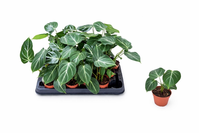 <h4>PHIL GLORIOSUM</h4>