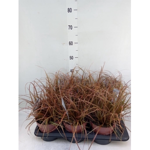 Uncinia rubra 'Everflame'