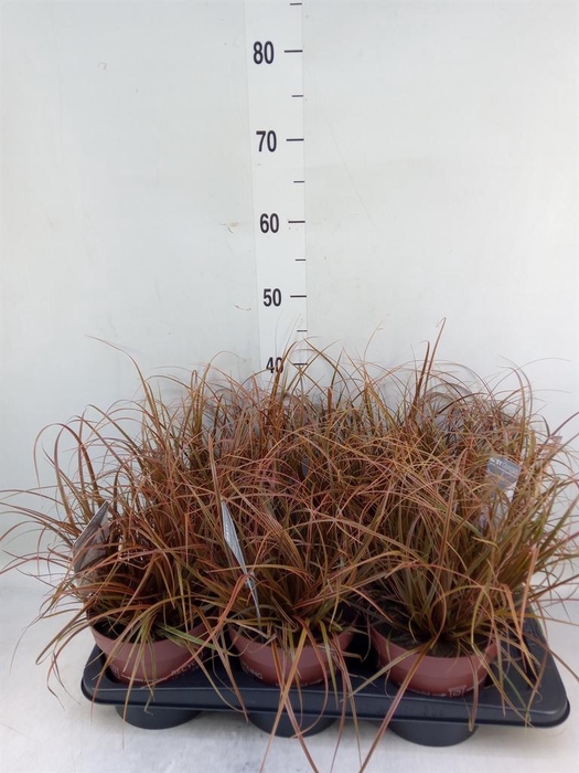 <h4>Uncinia rubra 'Everflame'</h4>