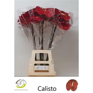 Anth A Calisto