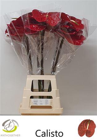 <h4>Anth A Calisto</h4>