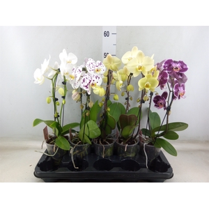 Phalaenopsis   ...mix