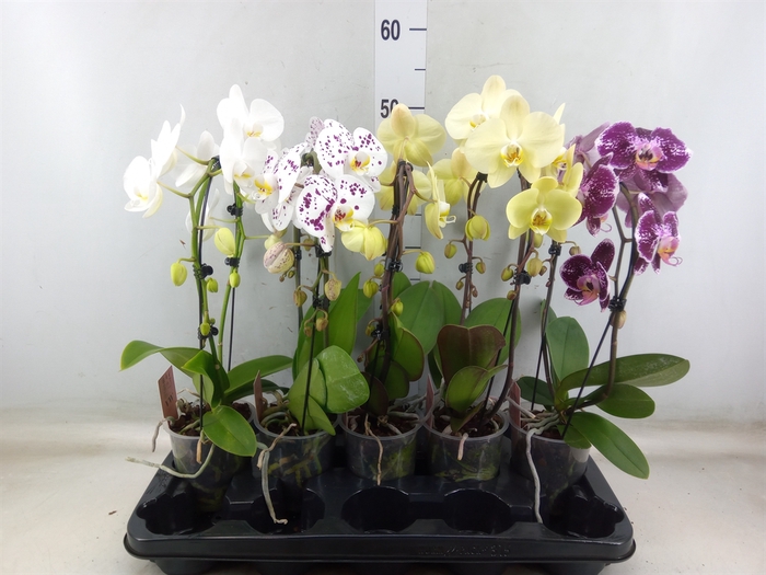 <h4>Phalaenopsis   ...mix</h4>