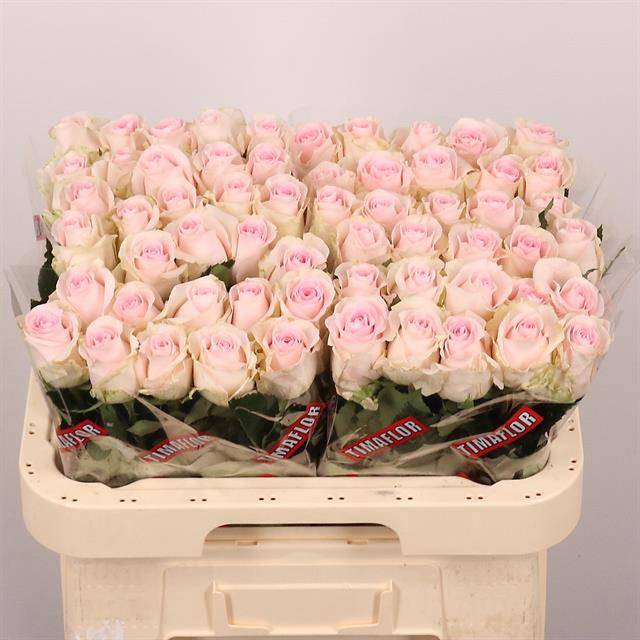 <h4>R Gr Revival Sweet Extra Tima</h4>