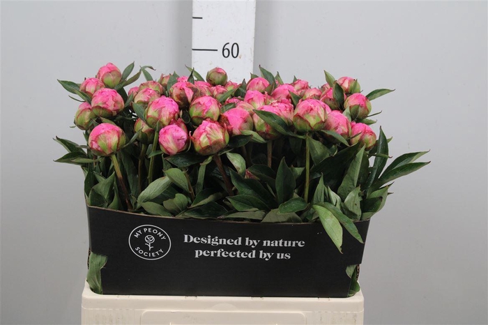 <h4>Paeo Dr A Fleming</h4>