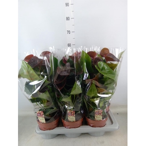 Anthurium andr. 'Essencia'