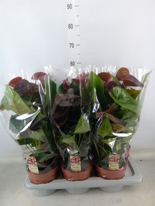 <h4>Anthurium andr. 'Essencia'</h4>