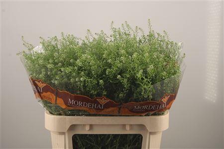 <h4>Lepidium Green Bell</h4>