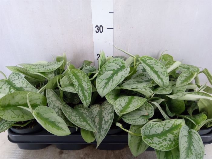 <h4>Scindapsus pictus 'Trebie'</h4>
