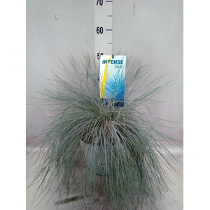 Festuca glauca 'Intens Blue'