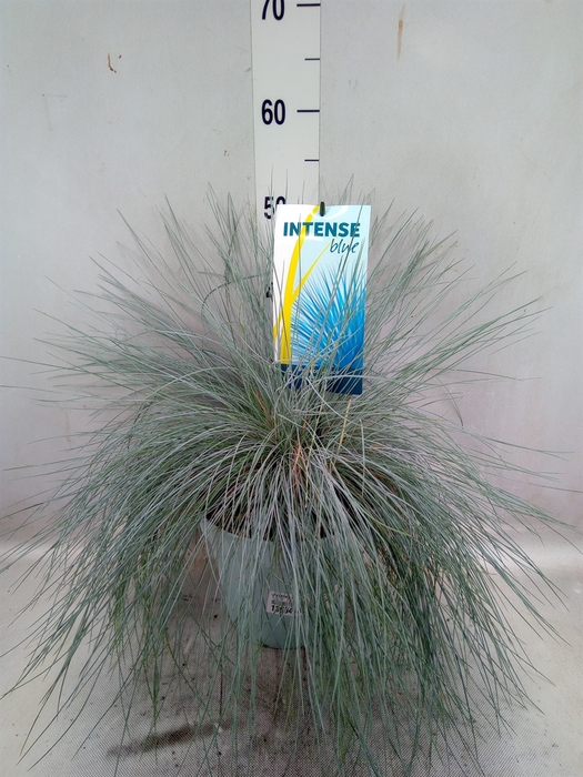 Festuca glauca 'Intens Blue'