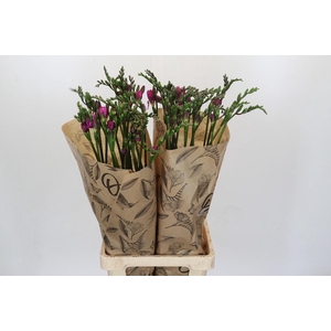 Freesia One Pink XXL