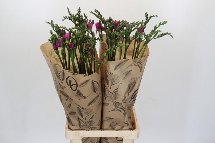 <h4>Freesia One Pink XXL</h4>