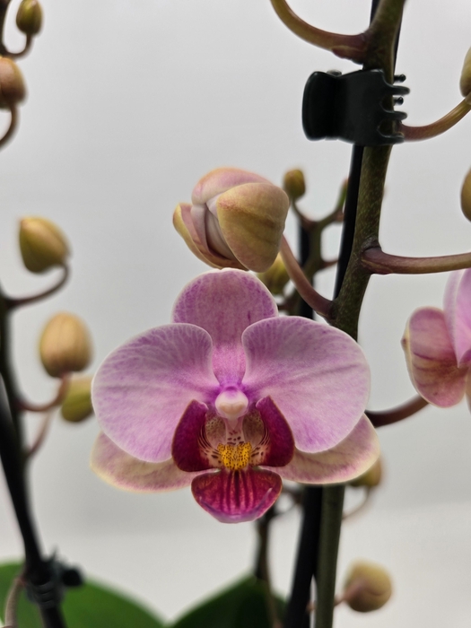 <h4>Limited 19 week 15</h4>