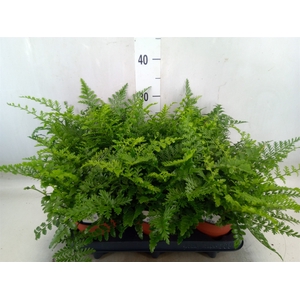 Asplenium parvati