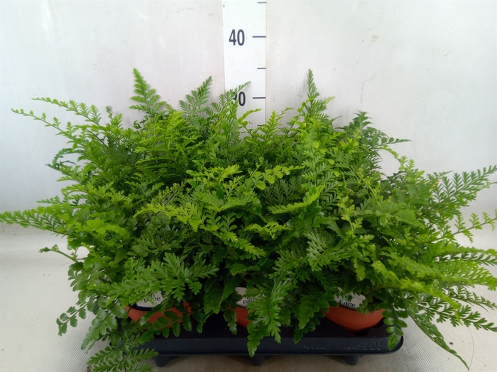 <h4>Asplenium parvati</h4>