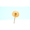 Dried Bleached Dandelion Regular Flamingo