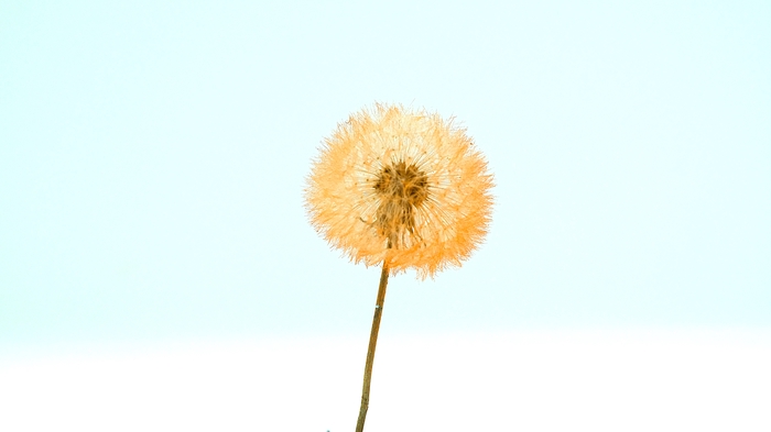 <h4>Dried Bleached Dandelion Regular Flamingo</h4>
