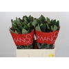 Hypericum Rocky Romance