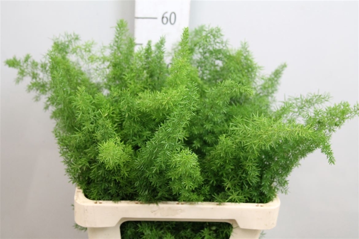 <h4>Asp Dens Myers</h4>