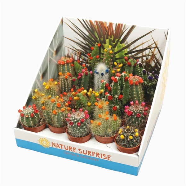 <h4>Cactus mix strobloem 5,5 cm in presentatiedoos</h4>