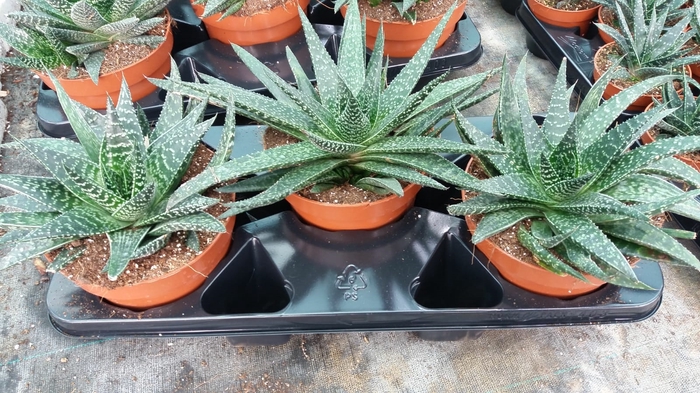 <h4>Gasteria Verrucosa</h4>