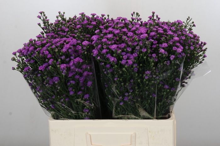 <h4>Aster Baby Pink</h4>