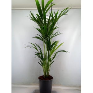 Howea forsteriana